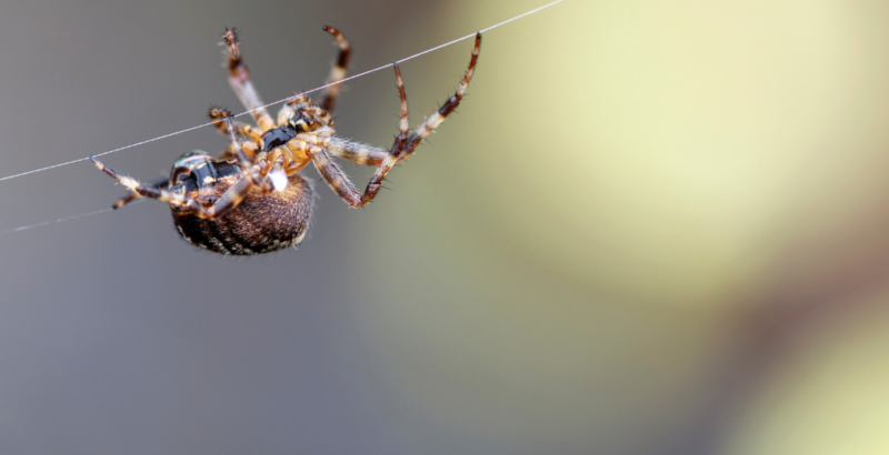 Protecting Your Business From Spiders